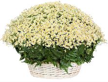 Цветочная композиция из Ромашки в корзине #REPLACE_PRED# Чике
